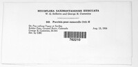 Puccinia brachypodii image